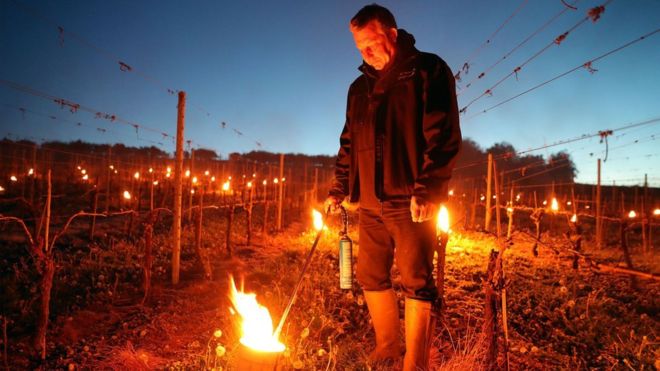 Candles - or bougies - being lit at the Leckford Estate vineyard in Hampshire _95885664_wineleckford2_pa
