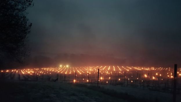 Lit candles at the Albury Vineyard in a bid to ward off the frost _95885565_winefrostalbury_sheenaghmcl