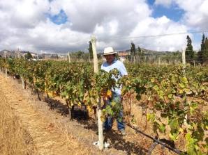 Skörden är det tyngsta arbetet under året på vingården. Luis López, La Higuera Mayor